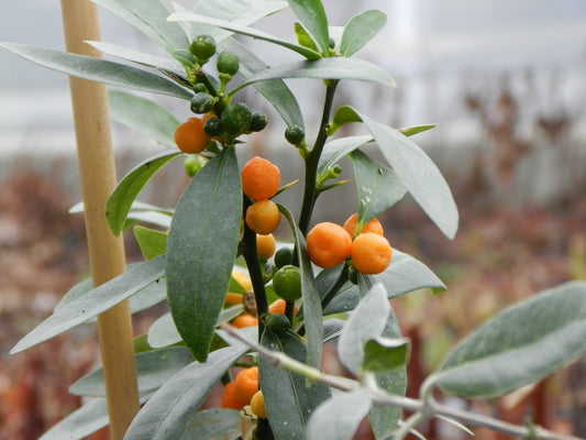 Hong Kong Kumquat's