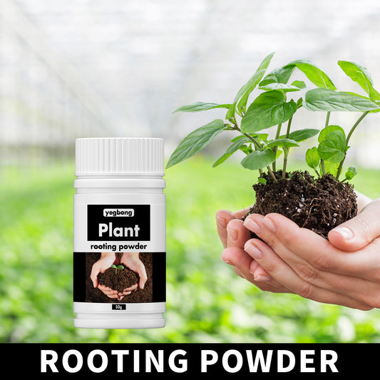 Transplanting Trees And Fruit Trees Root System Nutrition Powder